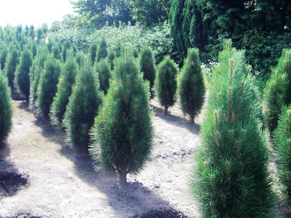 Pušis juodoji ,Green Rocket' (lot. Pinus nigra) Pušis juodoji ,Green Rocket' (lot. Pinus nigra)